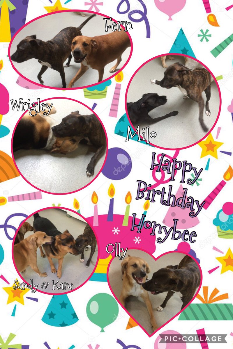 Happy Birthday, Honeybee! 🐝 🎉 @mccoodavis @kathyireland @randallfetcho @SamirAlsaraf @SusanBryenton @LitchfieldFund @AlsarafMaggie8 @Stylejulieanne @timeoutchicago @tailsmagazines @chicagodogs @wisebeautyqueen