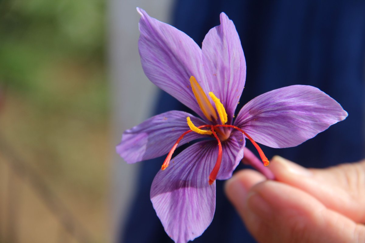 ExportMoon's tweet photo. Saffron (pronounced /ˈsæfrən/ or /ˈsæfrɒn/) is a spice derived from the flower of Crocus sativus, commonly known as the "saffron crocus". The vivid crimson stigma and styles, called threads, are collected and dried for use mainly as a seasoning and colouring agent in food. https://t.co/SCpGjud2Xq