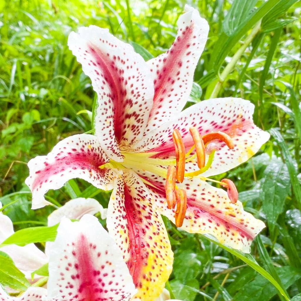 日比谷花壇大船フラワーセンター 公式 ベニスジヤマユリが咲きました ヤマユリの花弁の黄色い筋が紅色に変異した個体で 幻のユリとも言われています 大船フラワーセンター 花 ヤマユリ 珍しい花 T Co Tmipzzma2t T Co Jzhhz7g063 日比谷花壇大船フラワーセンター 公式 ベニスジヤマユリが咲きました ヤマユリの花弁の黄色い筋が紅色に変異した個体で 幻のユリとも言われています 大船フラワーセンター 花 ヤマユリ 珍しい花 T Co Tmipzzma2t T Co Jzhhz7g063