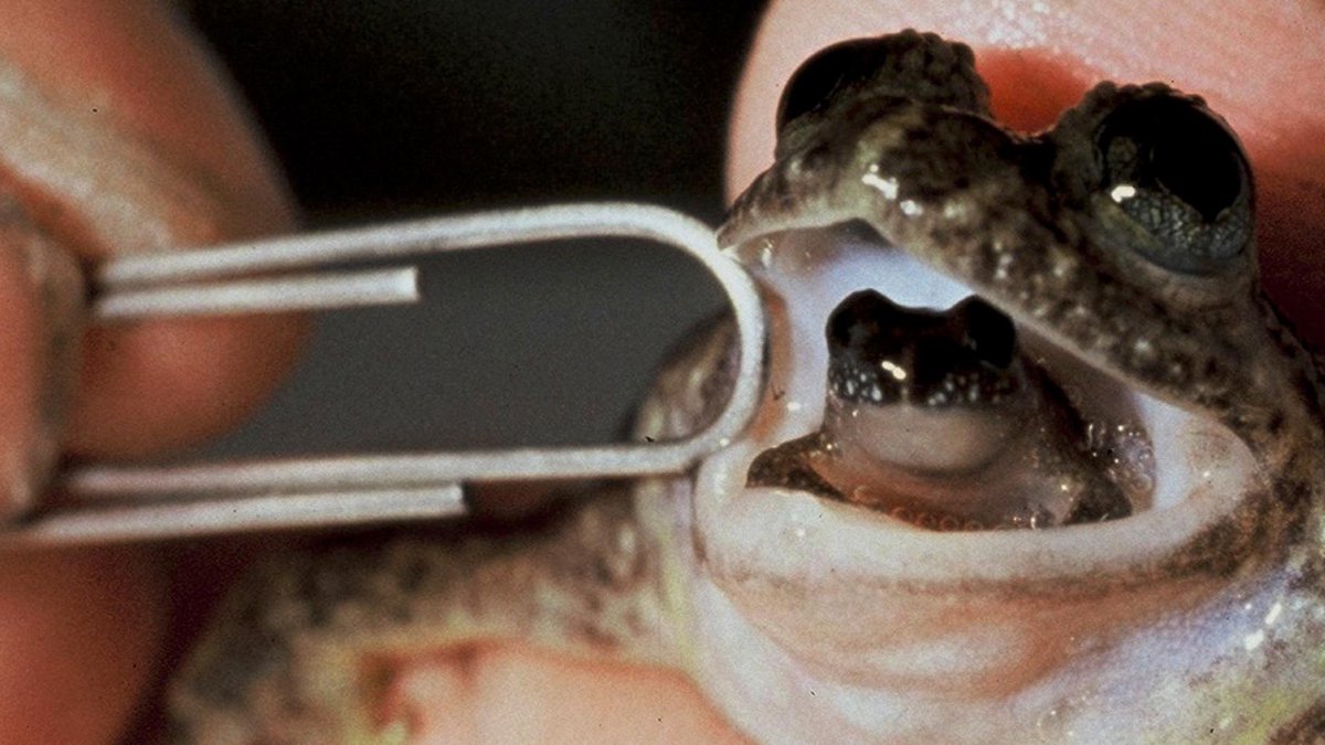 Some frogs really did swallow their young, with a hard S. The now extinct gastric brooding frogs of Australia would swallow about 40 of their fertilized eggs and brood them literally in their stomachs.