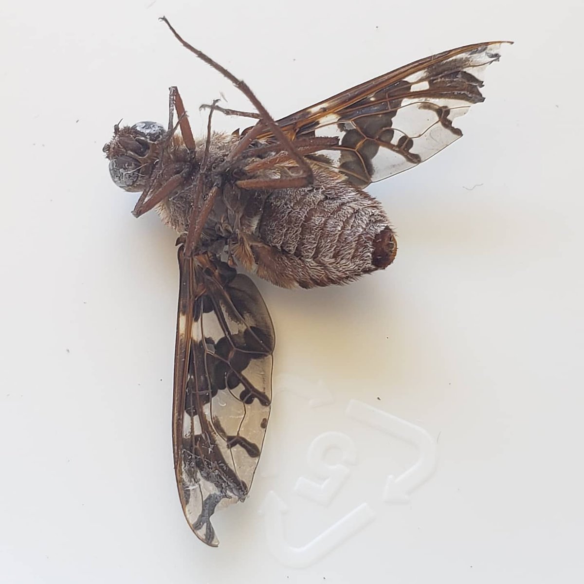 Brian_P14's tweet photo. Found this little guy on our wall. Looked like a giant fruit fly but turns out it's a Bee Fly (aka Xenox Habrosus) A rare sighting in Southern California #xenoxhabrosus #beefly #beeflies #Entomology #insects #rareinsect @EntsocAmerica @UCRentomology @UCDavisEntomolo https://t.co/80KM297FuE