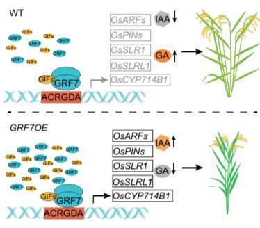 plantae_org's tweet image. PLANT PHYSIOLOGY:  Rice GROWTH-REGULATING FACTOR7 Modulates Plant Architecture through Regulating GA and IAA Metabolism #Auxin #LeafDevelopment #Transcription #PlantSci #PlantBiology buff.ly/38Aaj6R