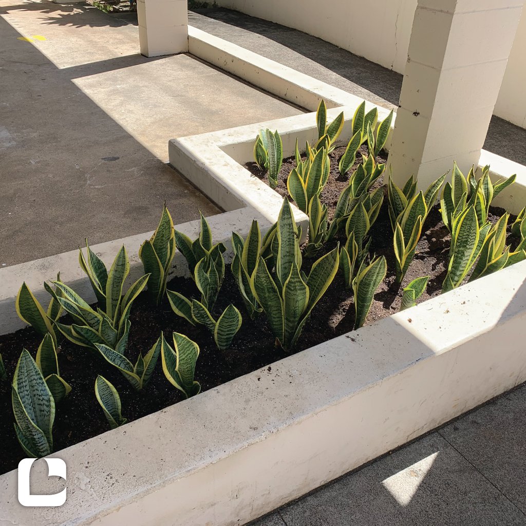 LanakilaPacific's tweet photo. In addition to introducing Lanakila Kitchen’s safety protocols, we also have a new entrance! Nora Hahn graciously donated over 3 dozen keiki Dracaena Trifasciata (snake plant) to beautify the new entryway into our cafeteria! Visit us during open hours to see the final product! https://t.co/52VvveVr91