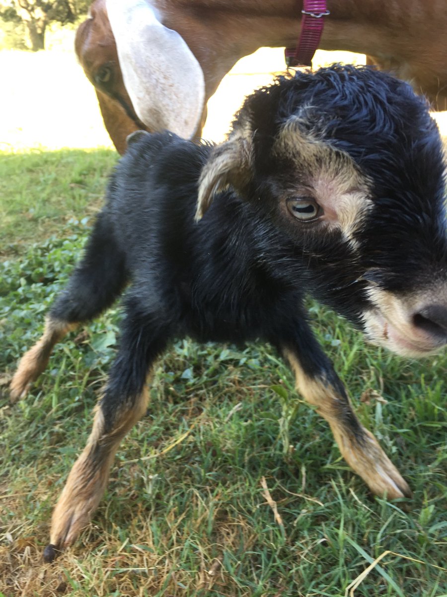 FranchLife's tweet image. He may not be steady but he’s still standing!  Inspiring. #success #firstmoments #goats #farminspiration