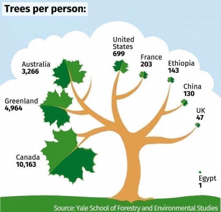 How many trees per person in your country?