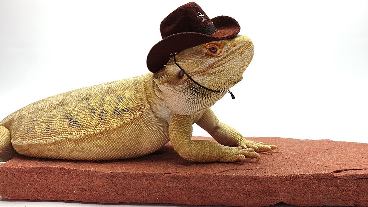 cowboy lizard thread
