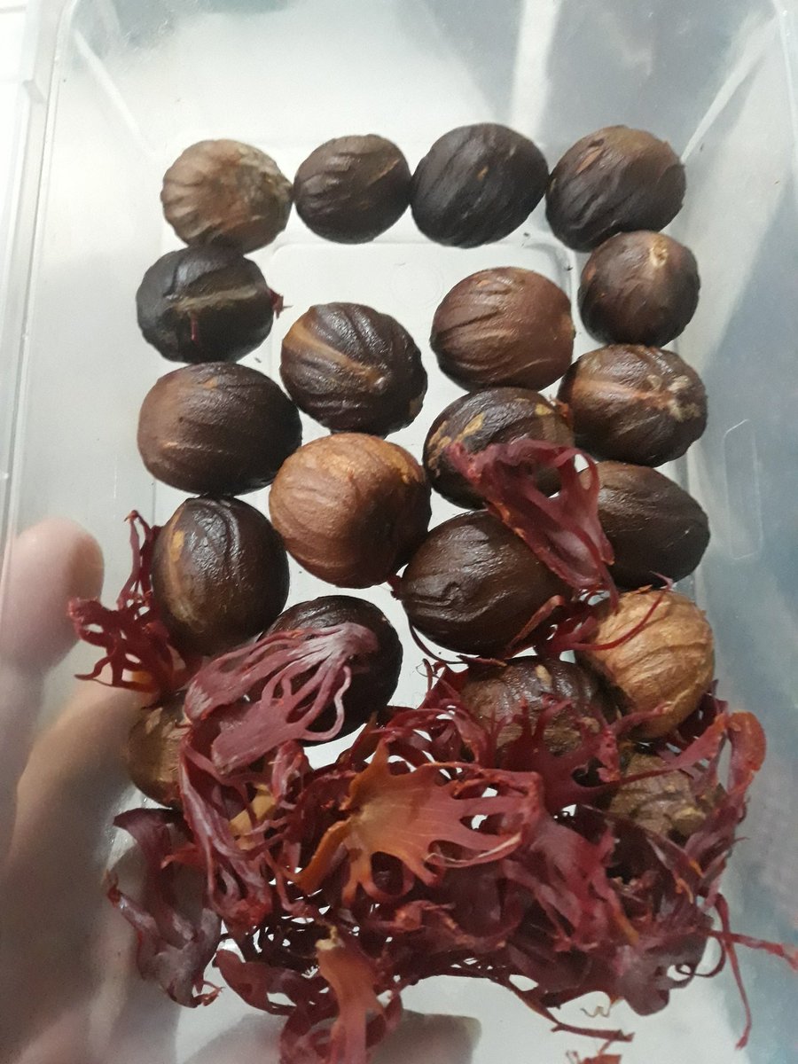 WinAstuti5's tweet photo. @MasakTV Bikin syrup pala sendiri dapat bonus ini 😍 https://t.co/zx81QePKiD