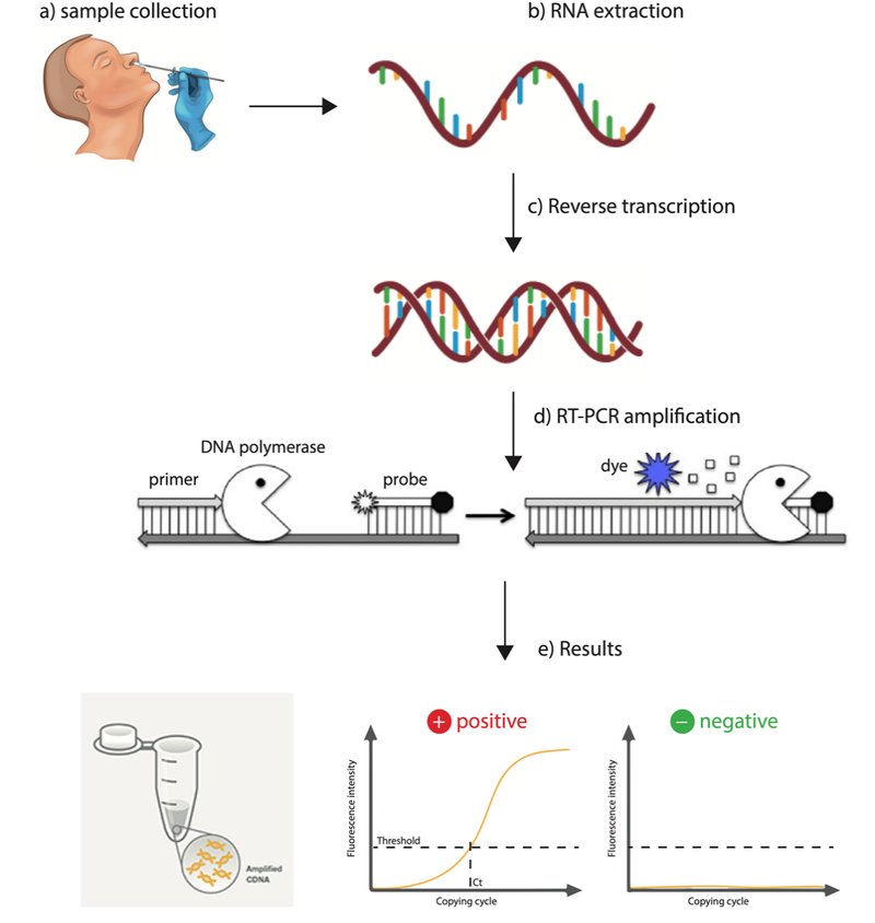 NanoCanadianSoc's tweet photo. For covid-19 test, the fluorescence or dye technique signal used, as it increases as more copies of DNA are produced. If the fluorescence crosses a certain threshold, set above expected background levels, the test is positive. https://t.co/WkDKcZZtGc