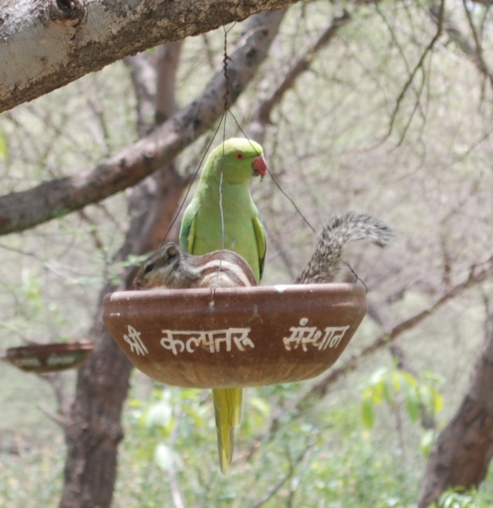kalptaru108's tweet photo. Come forward in the interest of humanity and contribute to the protection of the unripe animal birds.
#WaterPotForBirds #SaveBirds #Nature
@shotrimulgherry @hvgoenka @Nawazuddin_S @KTRTRS @divyaspandana @BDUTT @amritabhinder @cdivakaruni @vivekoberoi @boxervijender @Pvsindhu1 https://t.co/s4s5miu3Zw