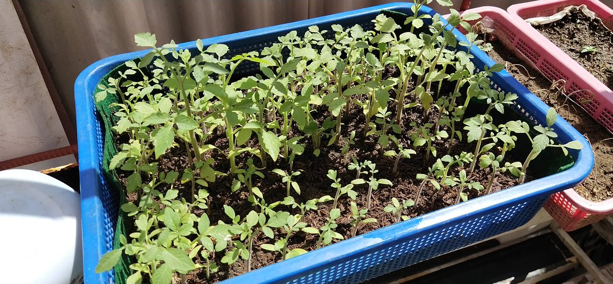 tius_day's tweet photo. Plant pots are hella expensive nowadays! #TipidMode
Old basket and felt cloth turned #Kamatis bed. ๐
https://t.co/ld99fDrqj0