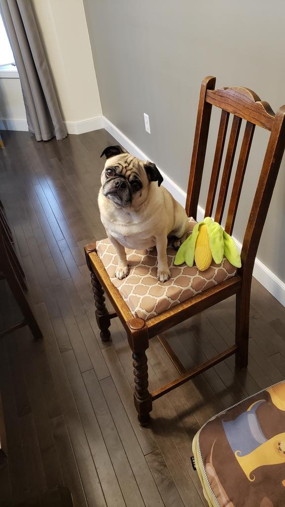 Airforcepugs's tweet photo. We each got a new toy today! @SFPetPlay makes our favourite ones that we can't destroy #newtoy #cornonthecob https://t.co/gCqPr2XPyp