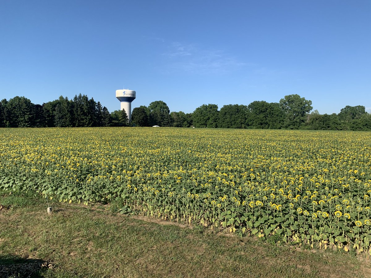coombsy99's tweet photo. Come view the Sunflowers in Bayfield on Hwy 21 and support Max Minions! https://t.co/ERfFSmj4Ap