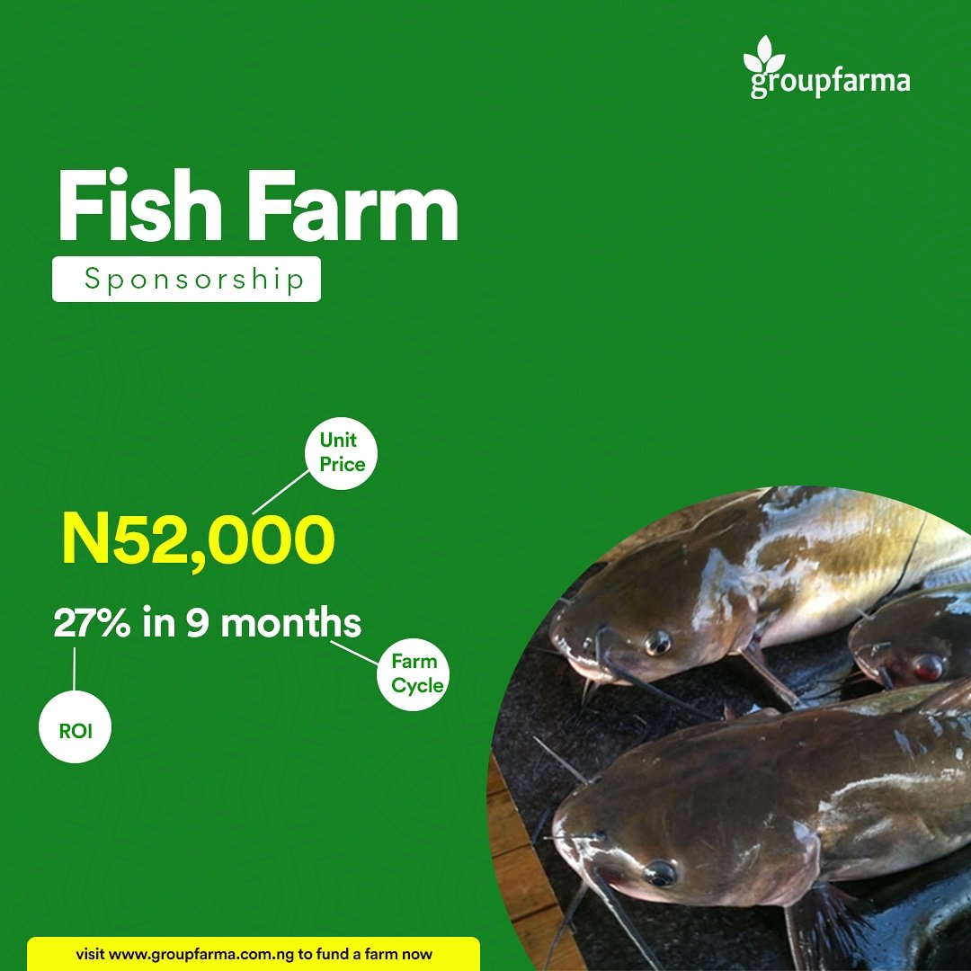 groupfarma's tweet photo. #GroupFarmaFishFarms still available for sponsorship! This is the opportunity you've been waiting for, we are the partner you've been searching for. Let's do the work while you earn the profit. Visit https://t.co/9GqnTOEvgS to get started 🦈😊 #fishfarminvestment #groupfarma https://t.co/I7ka3LZ3kV
