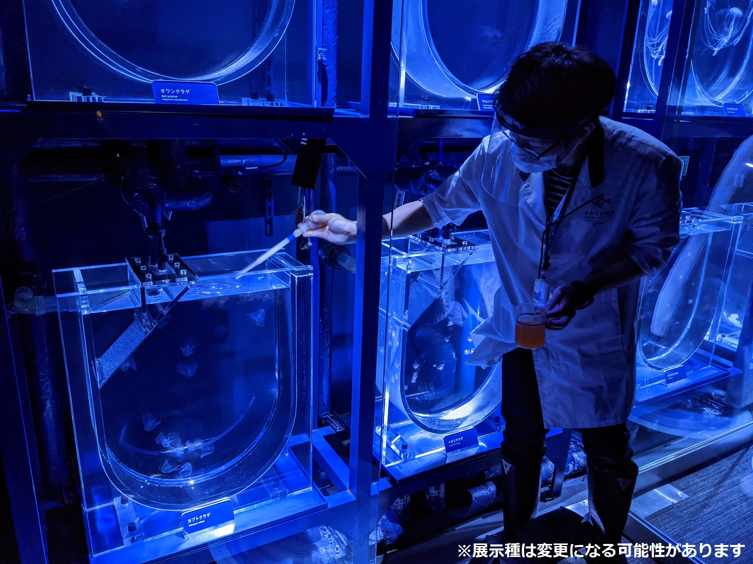 すみだ水族館 公式 リニューアルまで あと4日 すみだ水族館のクラゲたち 館内で暮らす約14種類700匹のクラゲ はみんな すみだ水族館生まれ の子たちなんです 一匹一匹 飼育スタッフが赤ちゃんのときから愛情を込めて育てています 7月16日