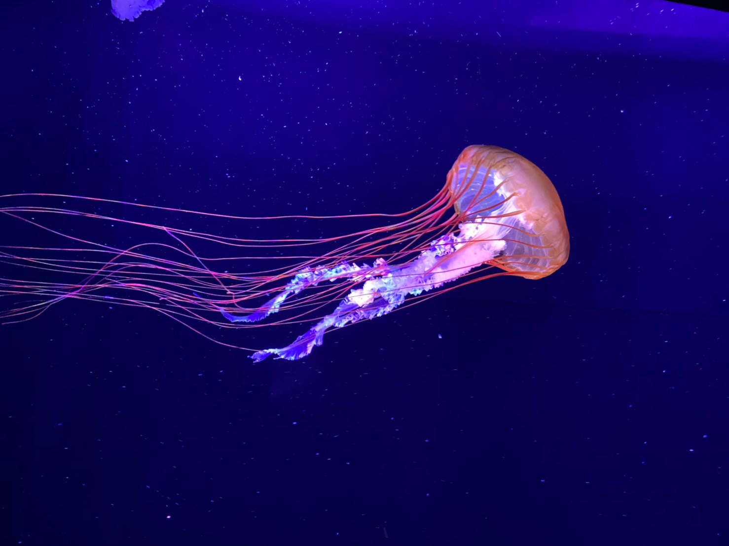 すみだ水族館 公式 リニューアルまで あと3日 パシフィックシーネットル リニューアルに伴い これまでより大きな水槽にお引越ししました 黄褐色の傘に色鮮やかな赤い触手でとても写真映えするクラゲなのですが 実はかなり強い毒を持ってい