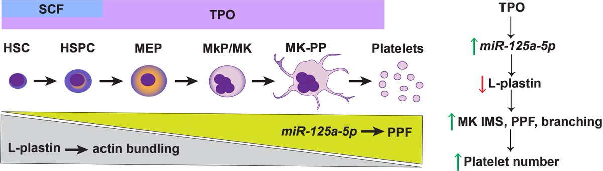 Seema Bhatlekar (@saseems) on Twitter photo Very happy to share our new article published in blood on miR-125a-5p regulation of platelet production. Now online (First edition) doi.org/10.1182/blood.…
<a href="/bhanukanth/">Bhanukanth Kasarabada</a> <a href="/racampbell04/">Robert Campbell</a> <a href="/rowleyresearch/">Jesse Rowley</a> <a href="/RondinaLab/">Matthew Rondina</a> @plateletomics <a href="/AndyWeyrich/">Andrew Weyrich</a> and Paul Bray Very happy to share our new article published in blood on miR-125a-5p regulation of platelet production. Now online (First edition) doi.org/10.1182/blood.…
<a href="/bhanukanth/">Bhanukanth Kasarabada</a> <a href="/racampbell04/">Robert Campbell</a> <a href="/rowleyresearch/">Jesse Rowley</a> <a href="/RondinaLab/">Matthew Rondina</a> @plateletomics <a href="/AndyWeyrich/">Andrew Weyrich</a> and Paul Bray