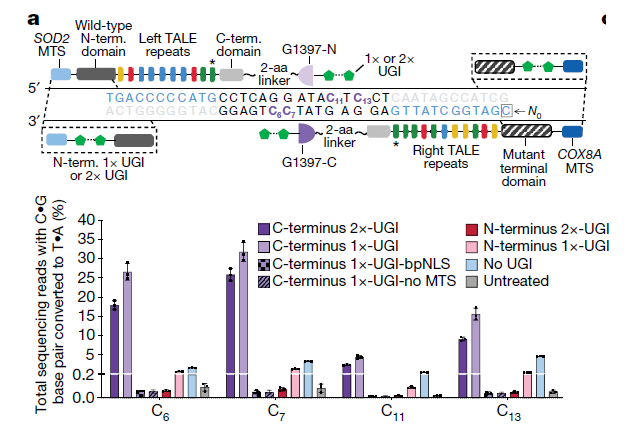 Kutub_joy's tweet photo. Targetting Mitochondrial DNA is difficult with #Cas9 as transporting #guideRNA is very hard. Exciting news on #BaseEditing_in_mtDNA by fusing TALE array with a deaminase that works on dsDNA. Wonderful collaborative work @davidrliu @VamsiMootha. Indeed opened a New avenue. 1/2 https://t.co/JLQY5pghNt