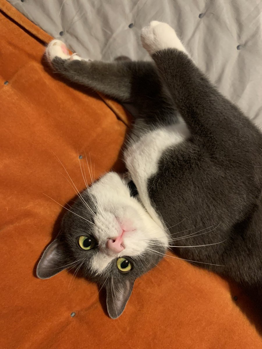 rachelandrew's tweet photo. This is the face of a naughty cat who tried to climb the bedroom curtains, and fell into the laundry. He then leapt onto the bed, flung himself on his side and looked at me like this. #pxcat https://t.co/qpl6XEC3pB