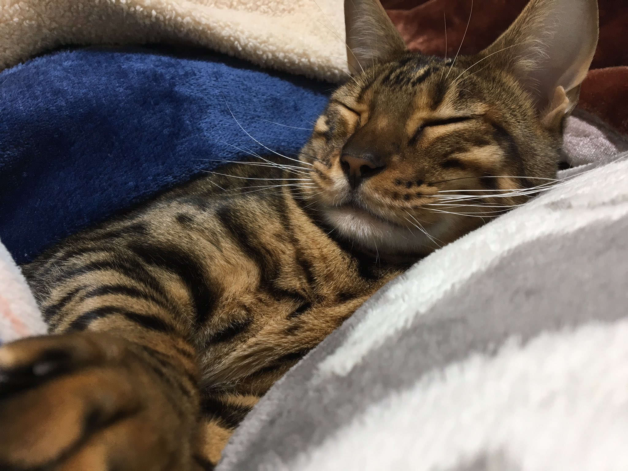 うちのネコのなでなで分布図 Twitter