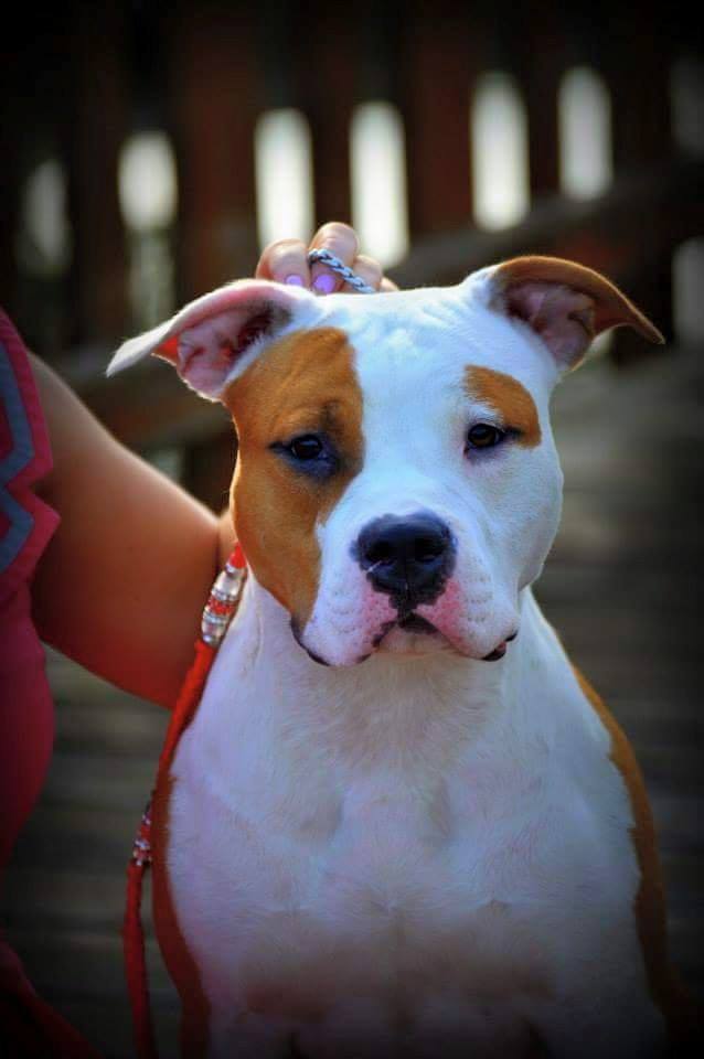 HeidiJWilkins1's tweet photo. Will you give me a like ๐ข๐ข
#dog #dogs #doglover #doglife #doglovers #doggy #dogmom #dodad #doggo #doglove #dogslife #doggie #dogscorner #dogphotography #dogmodel #dogwalk #doge #dogtraining #doggies #dogwalking https://t.co/cYQuqHwKPm
