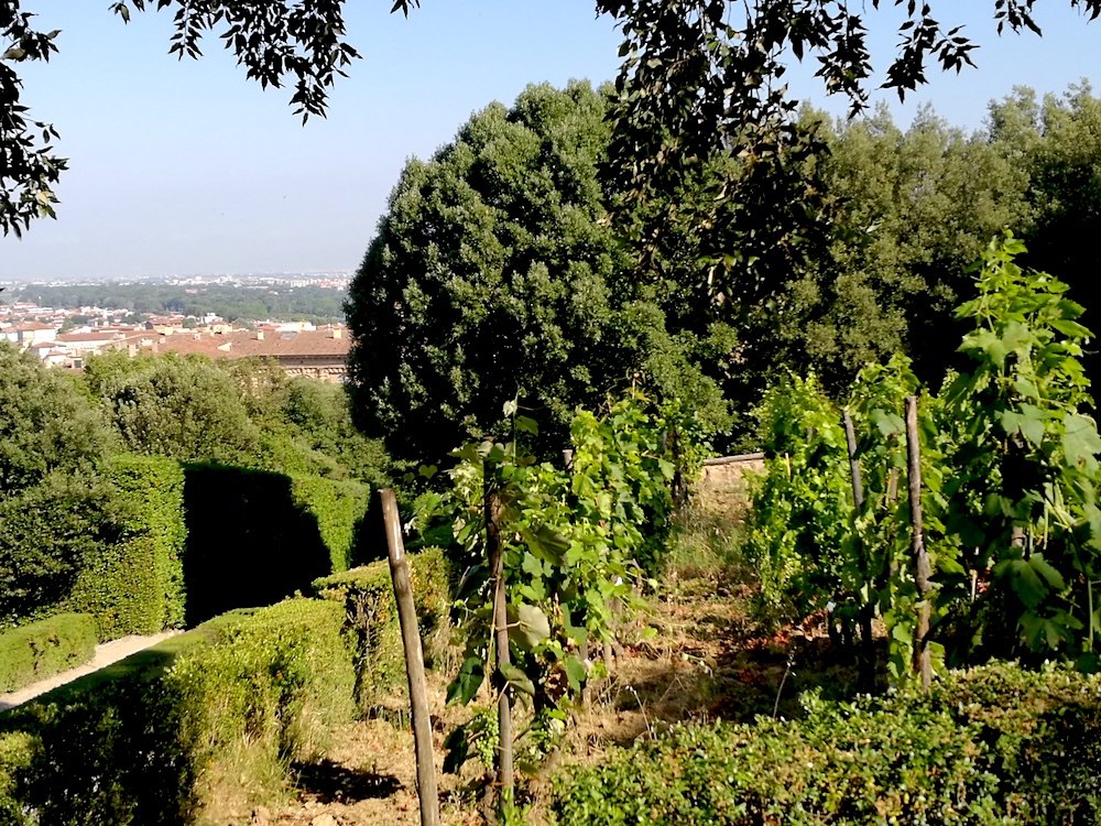 #Buongiorno ! Ricordate le vigne di #Boboli? Stanno lavorando sotto il sole cocente per dare presto ricchi frutti! 🍇 #GoodMorning from Boboli vineyard! See you soon for juicy fruit! 😉