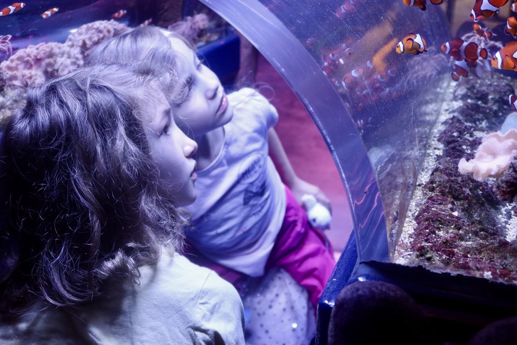 (Ad - Blogger Ambassadors)  In terms of preparations to become “Covid Secure” as the government call it, we were impressed with the steps Merlin have taken with the centre.

Read more 👉 bit.ly/38xcdoW

#SeaLife #BrumBloggers #CovidSecure