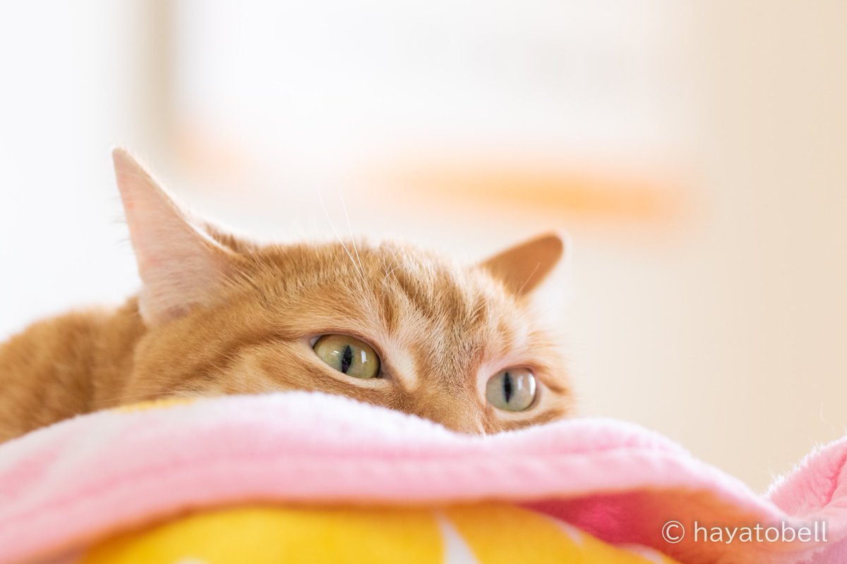 leokunbell's tweet photo. #bestrew #kings_cats #raw_pets #ะบะพั #็ซใใญ
#7catdays #excellent_kitten #exclusive_cats
#nekoclub #ig_catclub #cat_feature #pocket_pets #happycatclub #cutecatshow #pleasantcats
#ใซใใใใใใใ
#ใญใ้จ
#็ซๅฅฝใใใใจ็นใใใใ
#็ซใฎใใๆฎใใ
https://t.co/YYOLYna9Ko https://t.co/VbBgIwLTSj