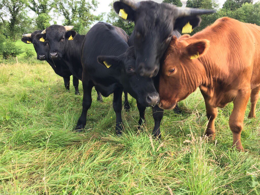 drumanilra's tweet image. Good morning 😊

#drumanilra #dexters #goodmorning