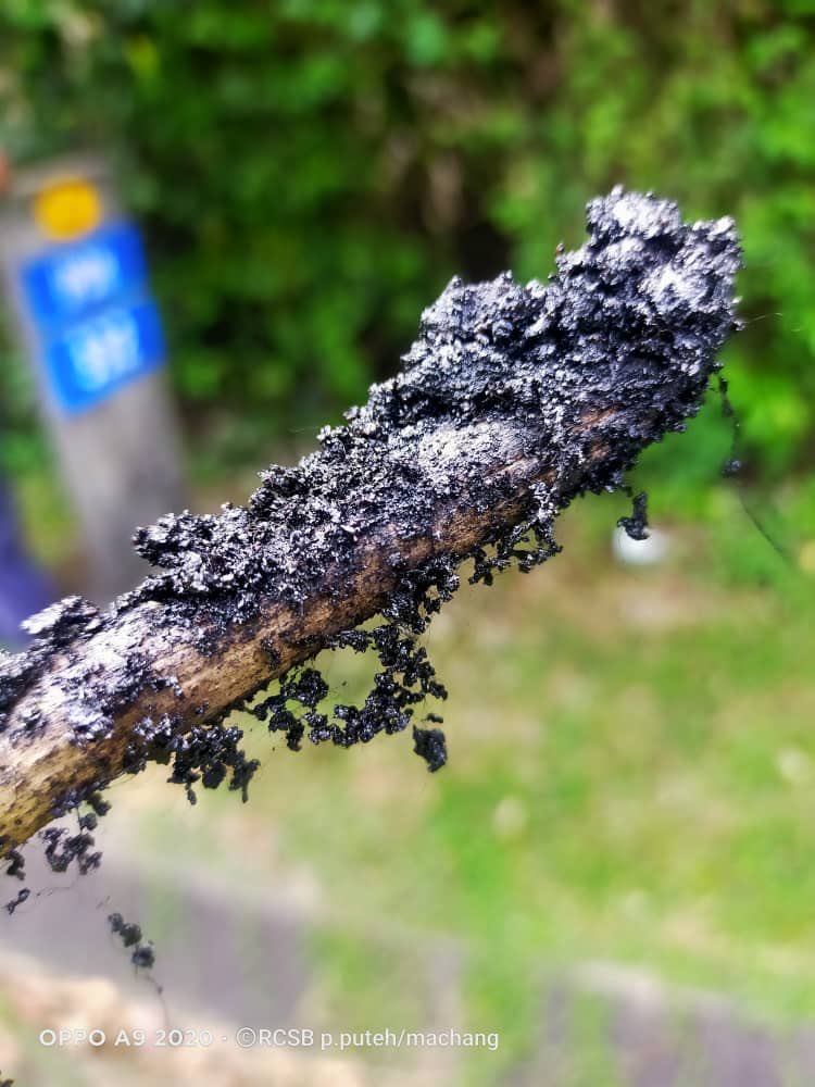 Roadcare K. Bharu tweet media