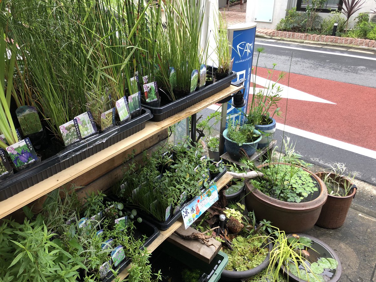 Aquarium Shop Earth アクアライフも同時に発売 今回は 川魚 日本淡水魚 日淡の飼い方やタナゴの繁殖など その他睡蓮鉢でのメダカの飼い方 イモリウムまで盛り沢山 当店の広告も睡蓮鉢にしてあります 睡蓮鉢 メダカ アクアリウム