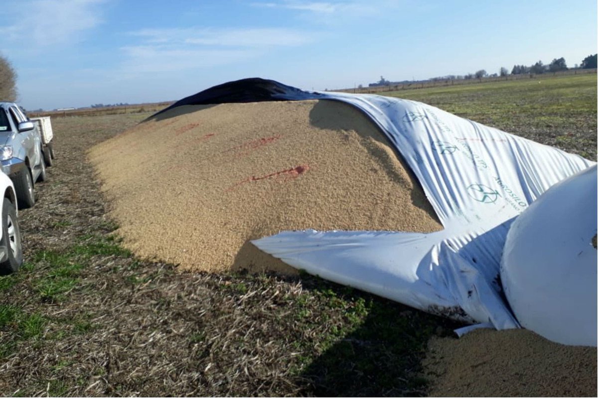 LIBERTARIA tweet media