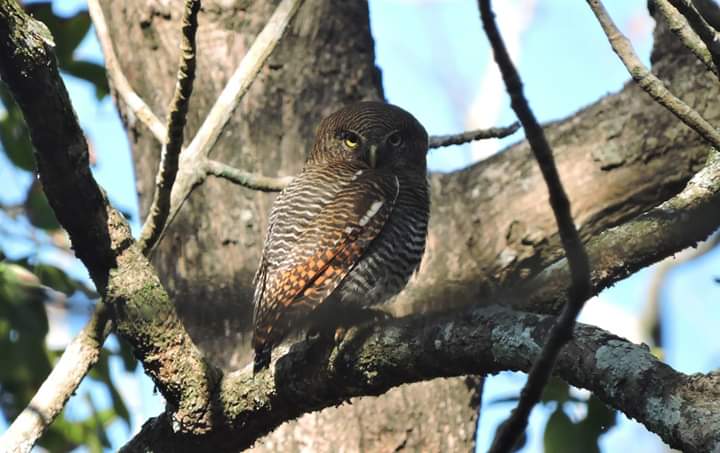 My first sighting of a barred owlet was in Thekkady. Initially mistaking it for a spotted owlet, I almost walked away from this beautiful bird. Thankfully, I moon-walked and took a photo. The owl wasn't happy. But I felt grateful all the same.