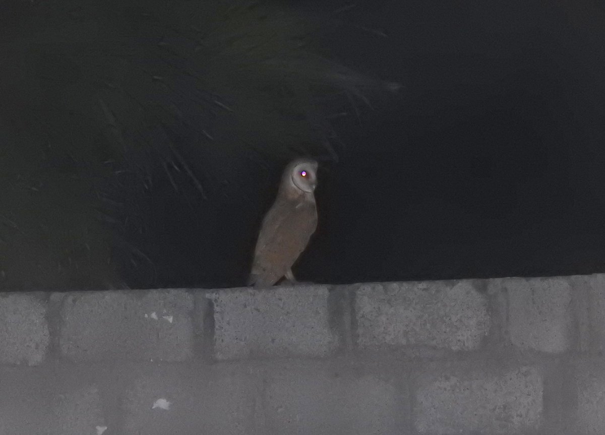 I've seen several barn owls in Chennai. But I've photographed them just once. It was at around 5 AM - near the toll gate in Sholinganallur. I was freaking out because the camera was in the backseat. I anxiously parked the car, took aim & hoped it was still there.Yes, it was.