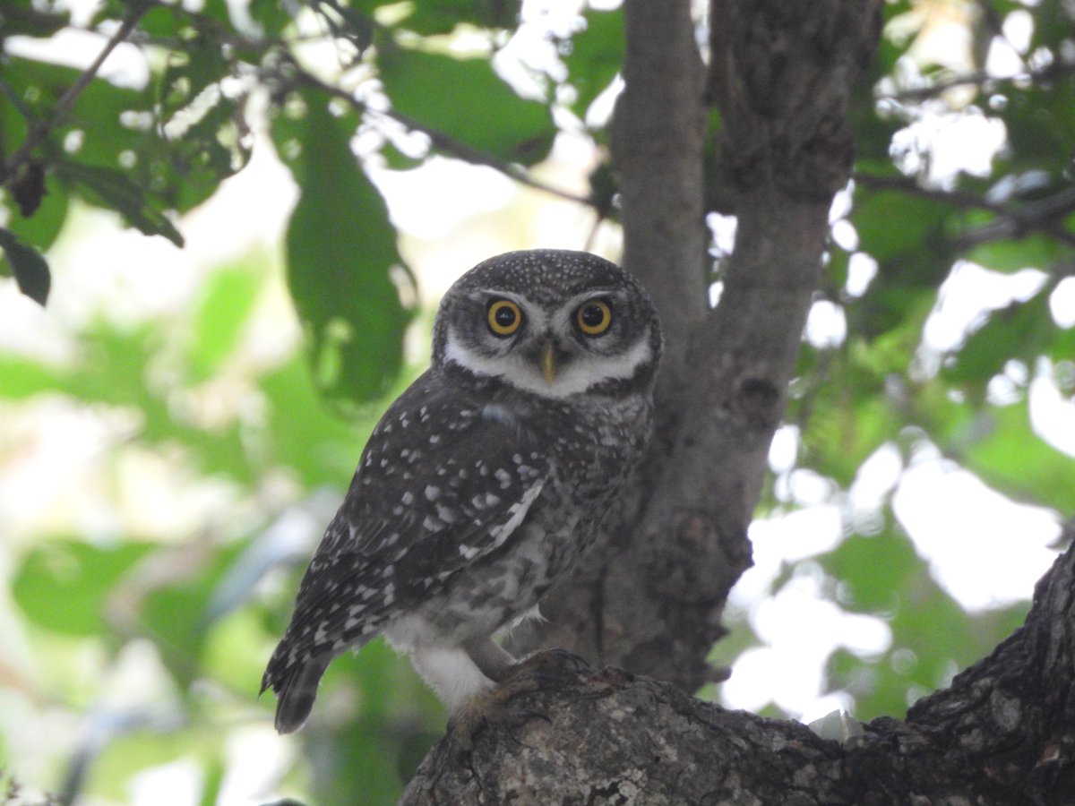 I've missed spotted owlets more than I've any other living creature during the lockdown. Something about this bird makes my heart skip a beat and take the next train to happyville. I can't explain it. But they're one of the best things that ever happened to me.