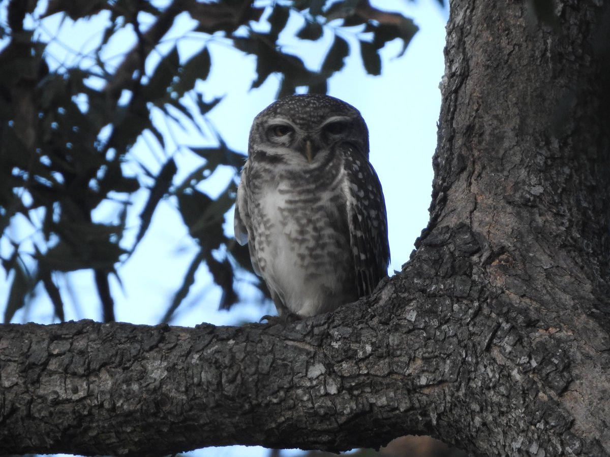 I've missed spotted owlets more than I've any other living creature during the lockdown. Something about this bird makes my heart skip a beat and take the next train to happyville. I can't explain it. But they're one of the best things that ever happened to me.