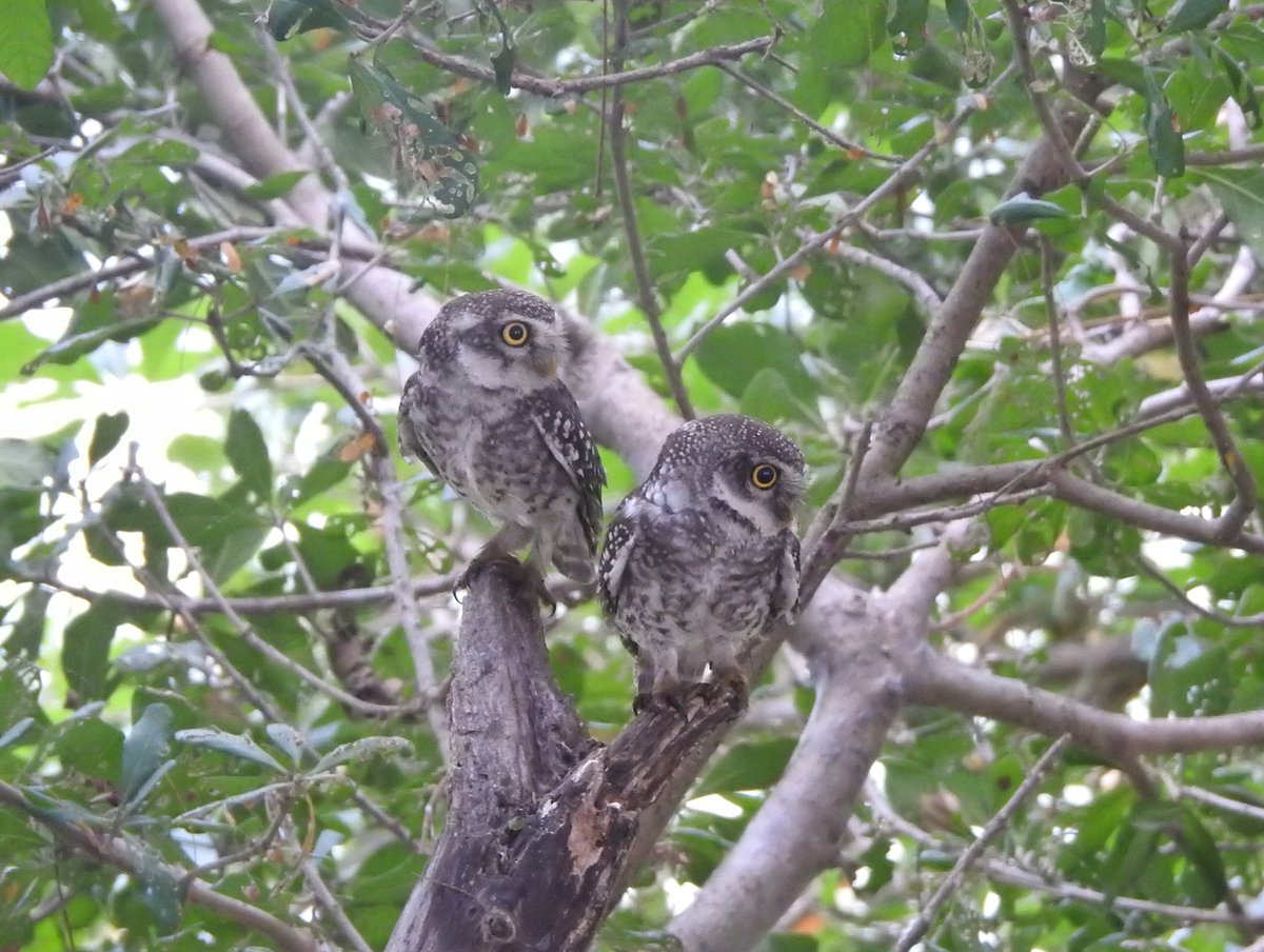 I've missed spotted owlets more than I've any other living creature during the lockdown. Something about this bird makes my heart skip a beat and take the next train to happyville. I can't explain it. But they're one of the best things that ever happened to me.