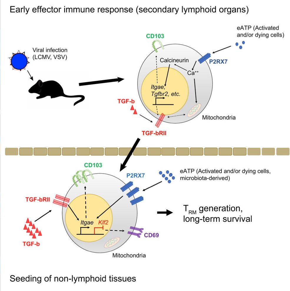mmw_lmw's tweet photo. CD8 #ResidentMemory T cells | Sensing of ATP via the Purinergic Receptor P2RX7 Promotes Generation by Enhancing Their Sensitivity to the Cytokine TGF-β | Steve  Jameson @UMNews @ImmunityCP https://t.co/w8p656bM96 https://t.co/W6j8KLqLXU
