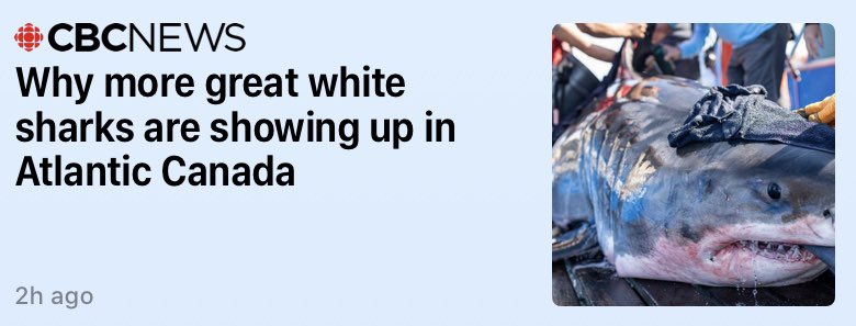 heluzuk's tweet photo. I saw this news headline and immediately thought to myself “because it’s shark season in Animal Crossing”.  #acnh https://t.co/DBKLko800z