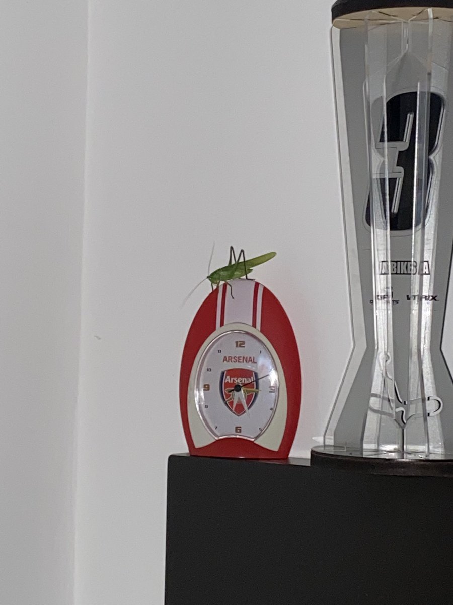 afpelaezj's tweet photo. Esto significará buena suerte para el arsenal (?) 
Ojalá ❤️ https://t.co/O7pYNfcptR