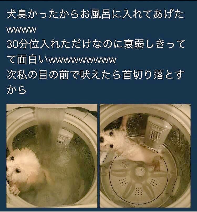 わらび餠 公式 パクツイになるけど 犬が可哀想あとそれお風呂じゃない洗濯機ねこのツイートしたお前これにいつも入っとんの 動物の命を大切に出来んやつはペット買う資格ないと思う 拡散希望rtお願いします