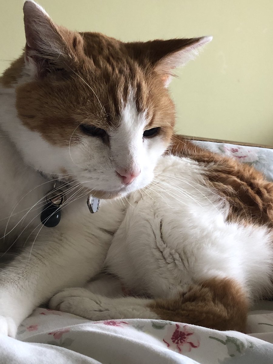 Rogerthecat tweet media