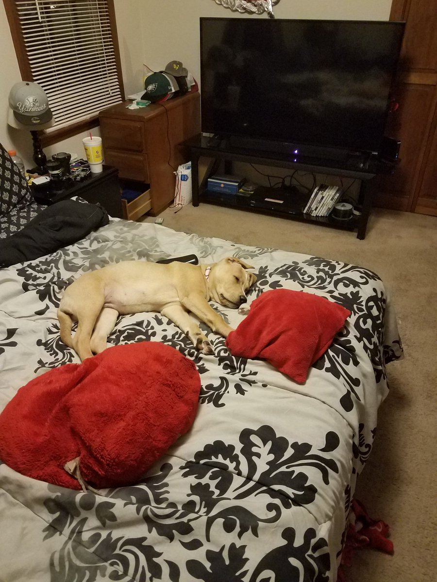 eclipse80's tweet image. This is our lazy new addition cash