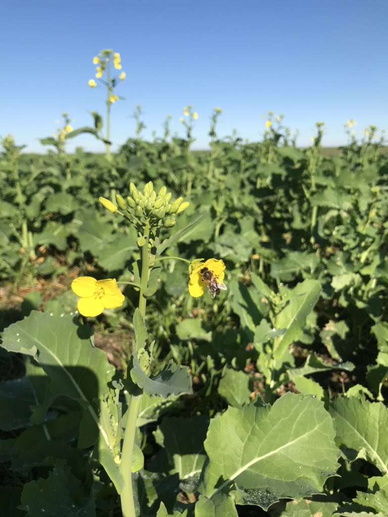 Audrey Gripper (@audrey_gripper) on Twitter photo The bees are loving that the NVT conventional canola at our Lake Bolac trial site is starting to flower! 🐝 #canola #nvt <a href="/SouthernFS/">Southern Farming Systems</a> The bees are loving that the NVT conventional canola at our Lake Bolac trial site is starting to flower! 🐝 #canola #nvt <a href="/SouthernFS/">Southern Farming Systems</a>