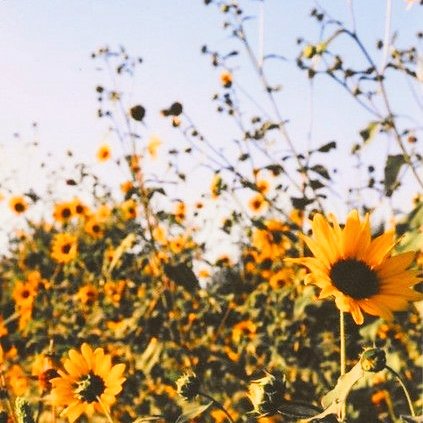 "Flanked by fields of sunflowers, hand and hand we walk as the gentle sound of nature surrounds us while we talk"