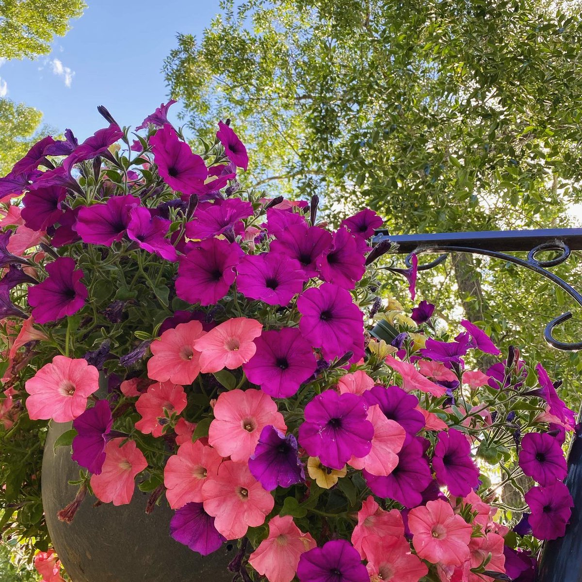 Maple_SMedia's tweet photo. “Flowers always make people better, happier, and more helpful! They are sunshine, food and medicine for the soul”................(Luther Burbank)                                    @Maple_SMedia #socialmedia #socialmediamarketing #digitalmarketing https://t.co/k91SnEDS4Y