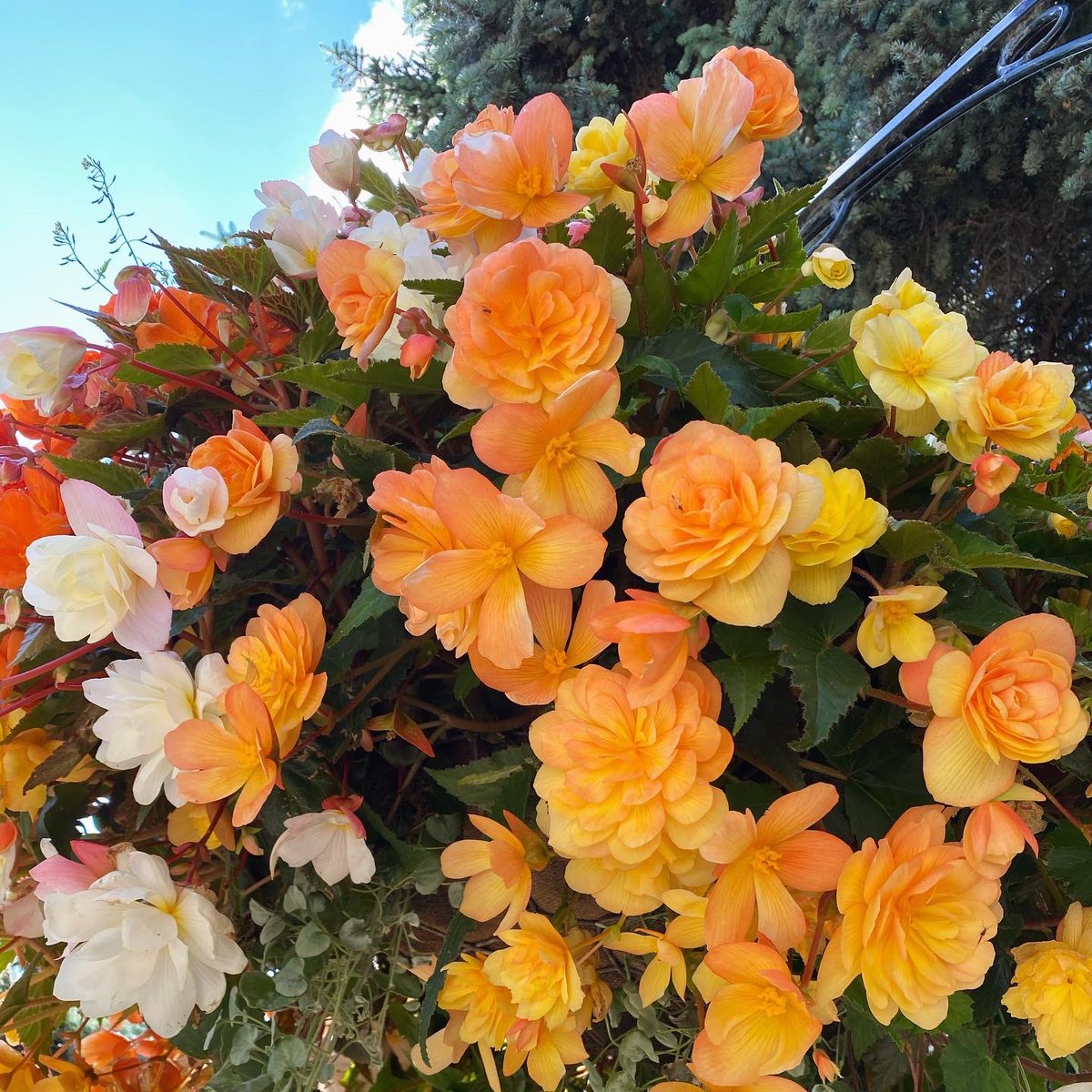 Maple_SMedia's tweet photo. “Flowers always make people better, happier, and more helpful! They are sunshine, food and medicine for the soul”................(Luther Burbank)                                    @Maple_SMedia #socialmedia #socialmediamarketing #digitalmarketing https://t.co/k91SnEDS4Y
