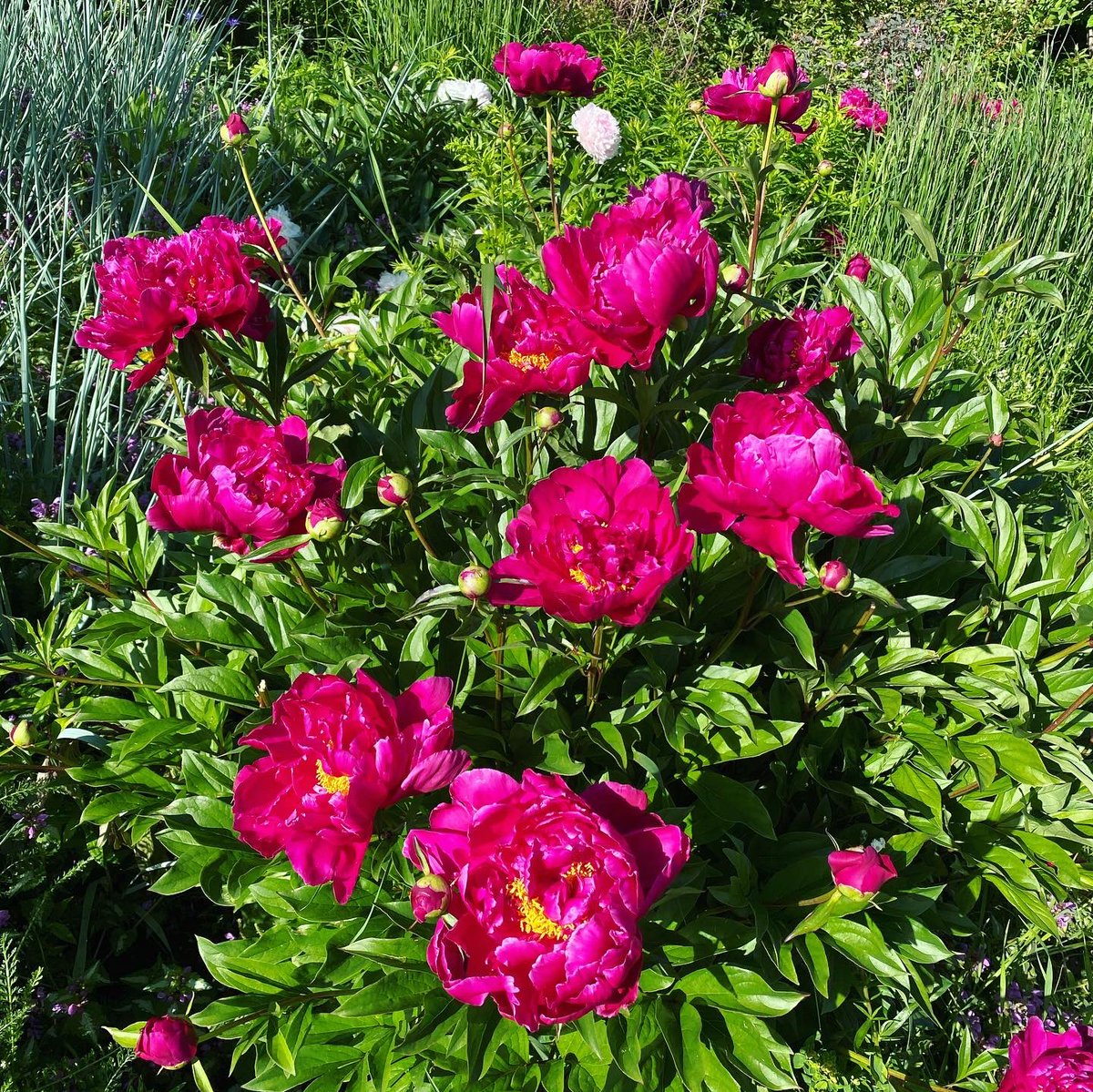Maple_SMedia's tweet photo. “Flowers always make people better, happier, and more helpful! They are sunshine, food and medicine for the soul”................(Luther Burbank)                                    @Maple_SMedia #socialmedia #socialmediamarketing #digitalmarketing https://t.co/k91SnEDS4Y