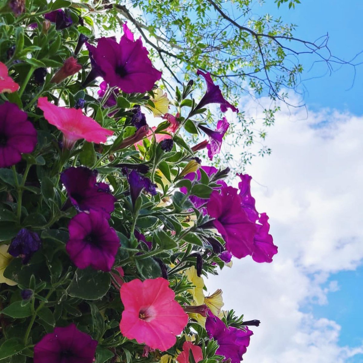 Maple_SMedia's tweet photo. “Flowers always make people better, happier, and more helpful! They are sunshine, food and medicine for the soul”................(Luther Burbank)                                    @Maple_SMedia #socialmedia #socialmediamarketing #digitalmarketing https://t.co/k91SnEDS4Y