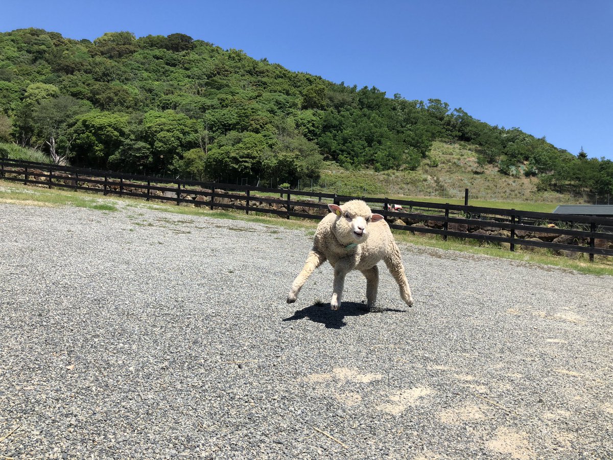 Netgeek動物 上半身マッチョな羊が二本足で向かってくる Netgeek T Co 6wocoplzcw