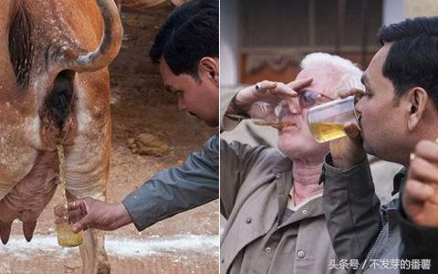 JerkPoooot's tweet photo. @NandineePatel4 @Wucg3 @globaltimesnews You always drink cow urine and eat cow dung for healthy body!😄😄dont you? https://t.co/OYGSzGYB9V